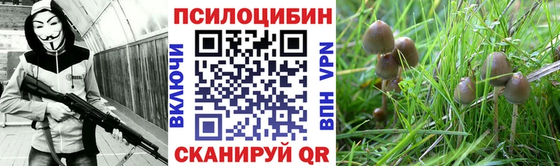 магазин наркотиков Владикавказ Галлюциногенные грибы Psilocybe